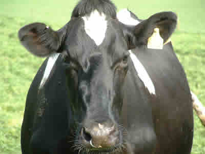 Cow